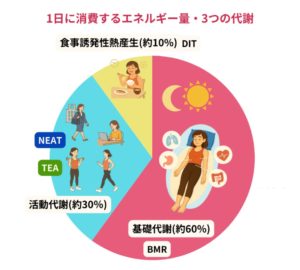 1日に消費するエネルギー・3つの代謝：美筋式ダイエット