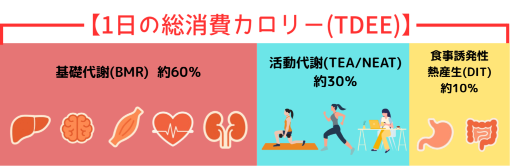 3つの代謝と1日の総消費カロリーTDEE