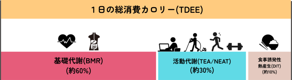 1日の総消費カロリー(TDEE)：美筋式ダイエット