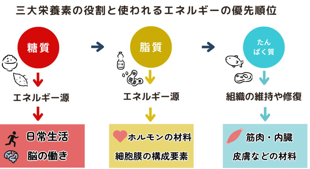 3大栄養素の役割と使われるエネルギーの優先順位